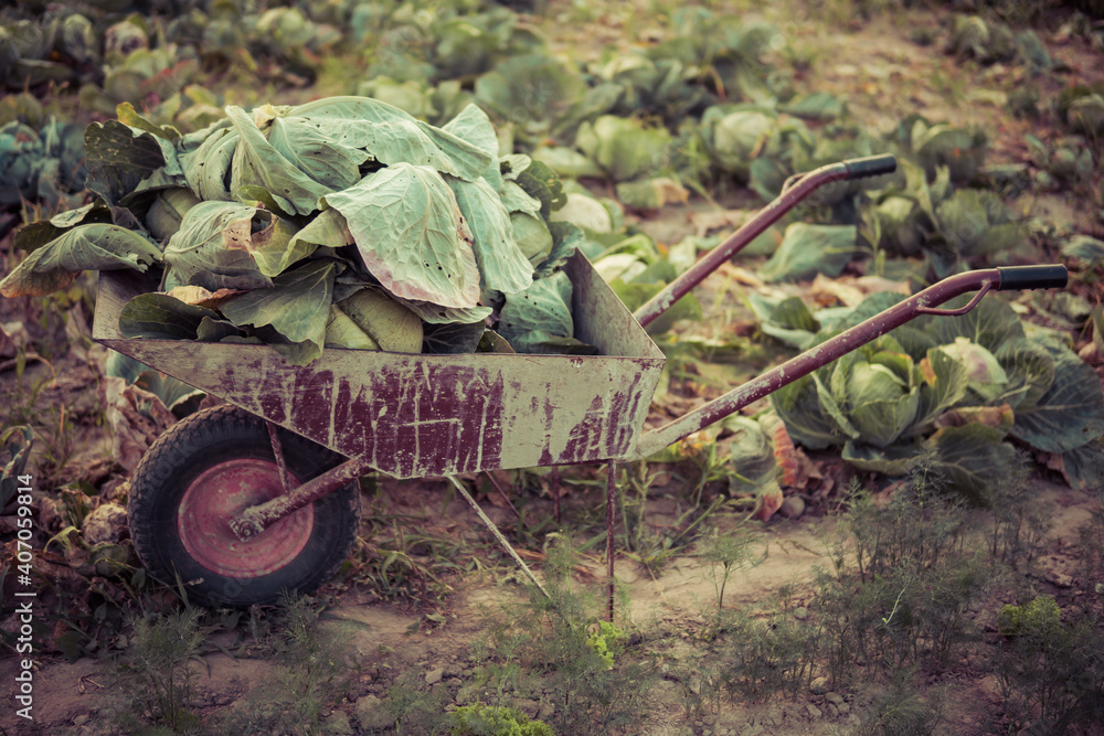 barrow full of green cabbage