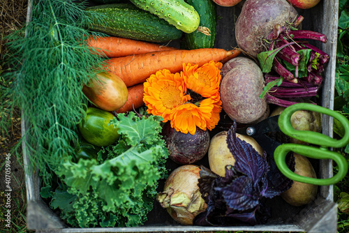 fresh organic vegeatables in the box photo