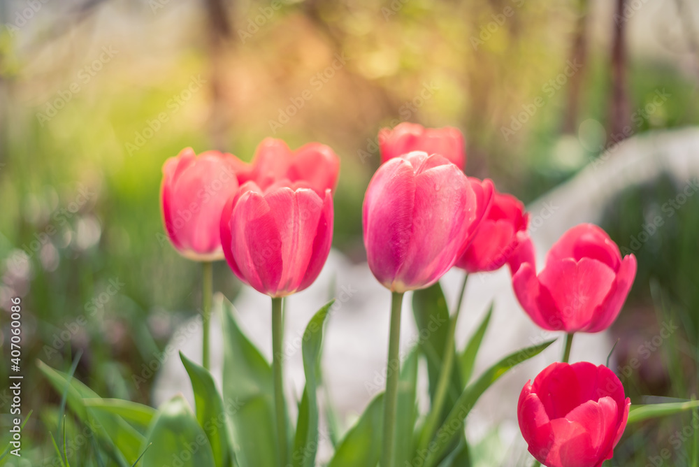 Fototapeta premium Blooming pink tulips in spring in the garden.