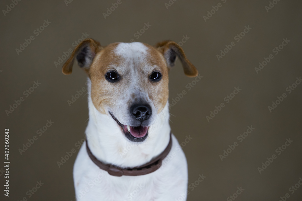 Jack Russell Terrier dog. Portrait of Jack Russell Terrier