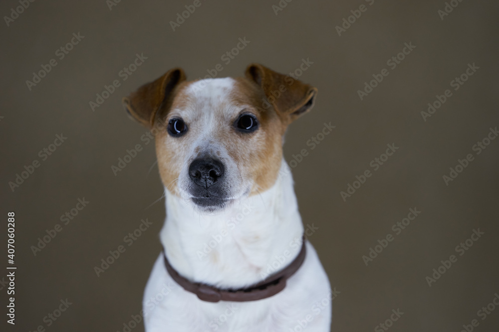 Jack Russell Terrier dog. Portrait of Jack Russell Terrier Jack Russell Terrier dog. Portrait of Jack Russell Terrier
