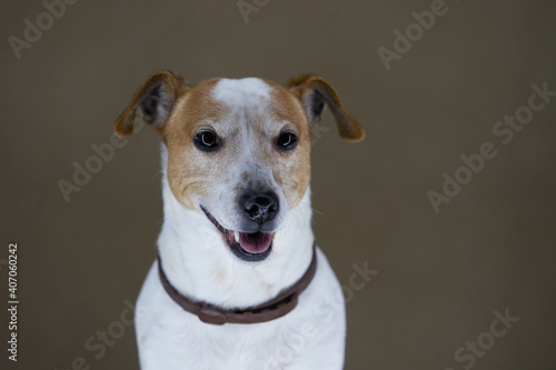 Jack Russell Terrier dog. Portrait of Jack Russell Terrier © Gecko Studio