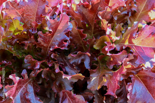 Fotografie Red Oakleaf Lettuce, Home grown organic lettuce ready for harvest