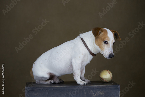 Photography Jack Russell Terrier dog with baseball ball