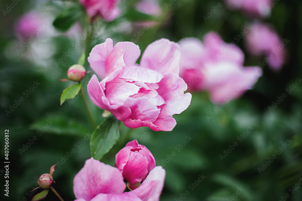 pink tree peony flower starting to bloom pink tree peony flower starting to bloom