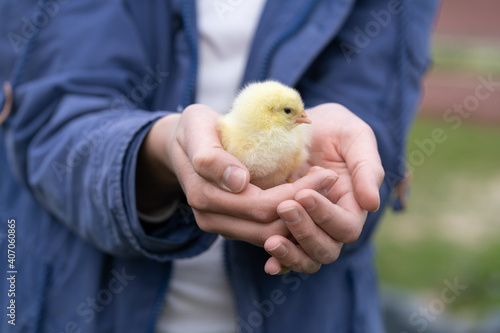 Happy easter. Easter egg. Chicken. Growing chickens on farms. Organic food. Occupation for the soul.