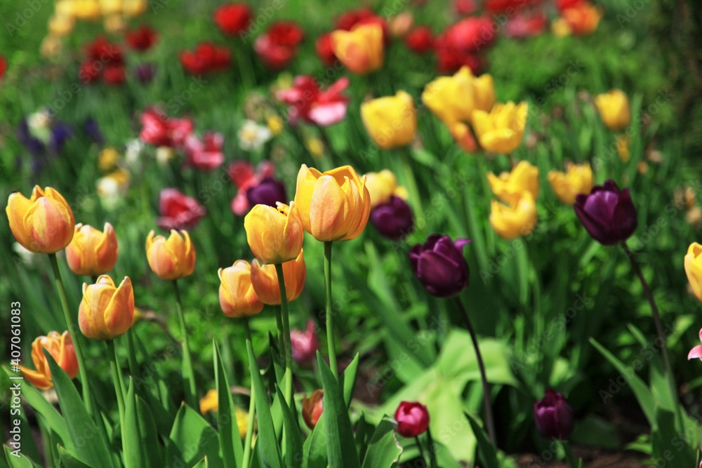 Fototapeta premium Beautiful colorful tulips in the flowerbed, close-up.