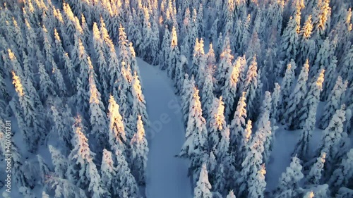 Cross country skiing slope cutting through a wild arctic woodland covered in deep snow.