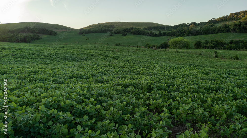 Soy plantation in southern Brazil.
Beautiful developing soy fields, agriculture generating money for the local economy.
