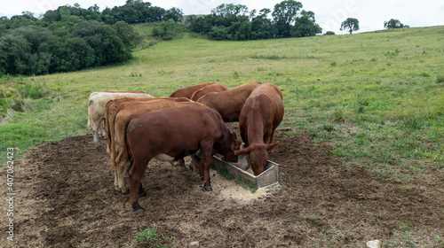 Fotografia Oxen feeding in the trough