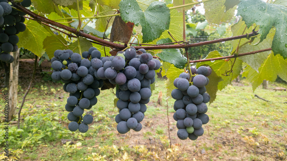 Three bunches of French grapes hang from the vine. Grape cultivation for wine production.