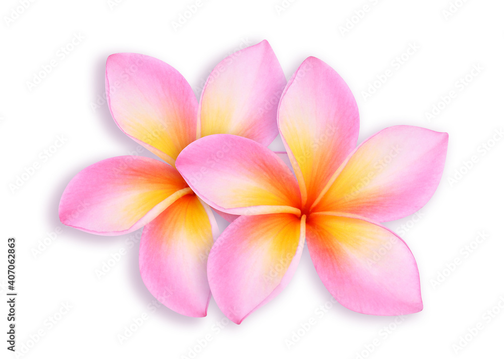 Fototapeta premium frangipani flower isolated on white background