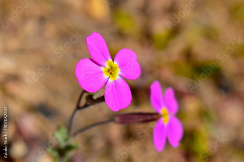 Pink Phlox Flower