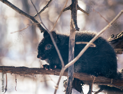 Squirrel