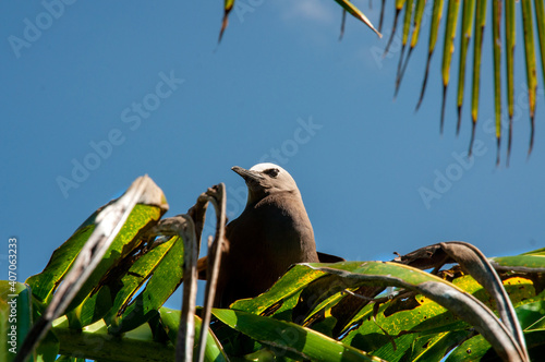 Black Noddy (Anous minutus) resting on a branch tree in Aride Island nature reserve. Seychelles photo