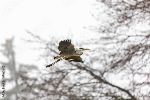 Grey heron flies just over the meadows at the edge of the forest