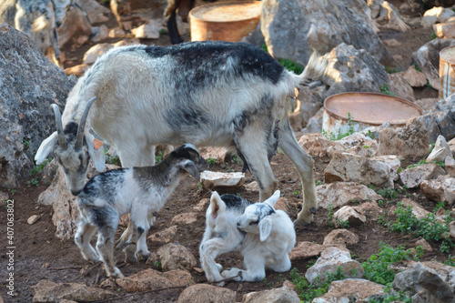 Cabras de raza con sus crias recien nacidas