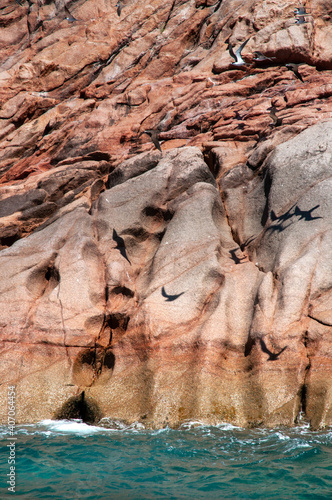 A colony of Great Fregatebirds  (Fregata minor) nesting on the cliff of granite rock in Aride Island, Seychelles