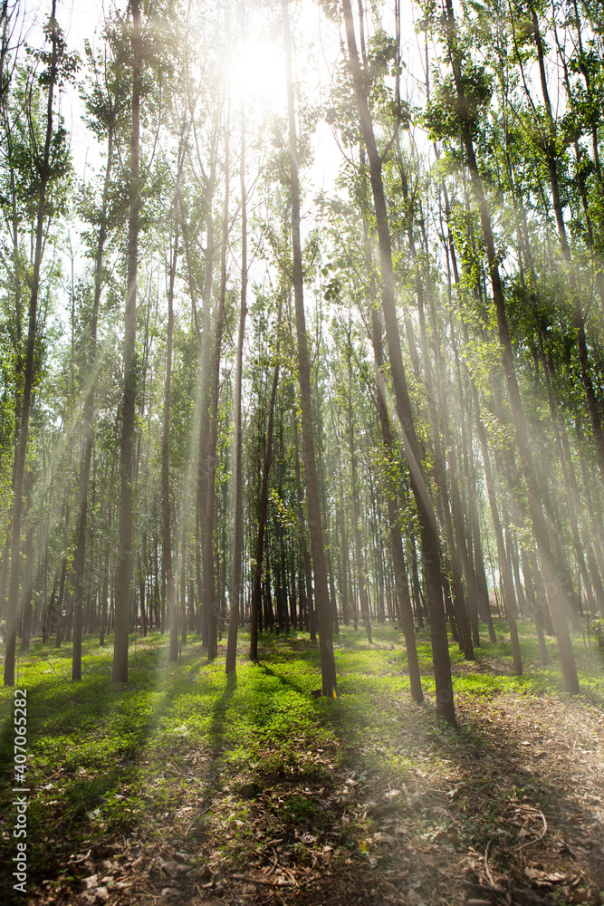 Obraz premium The light in the forest 