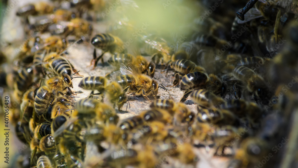 Bees on a hive shelf