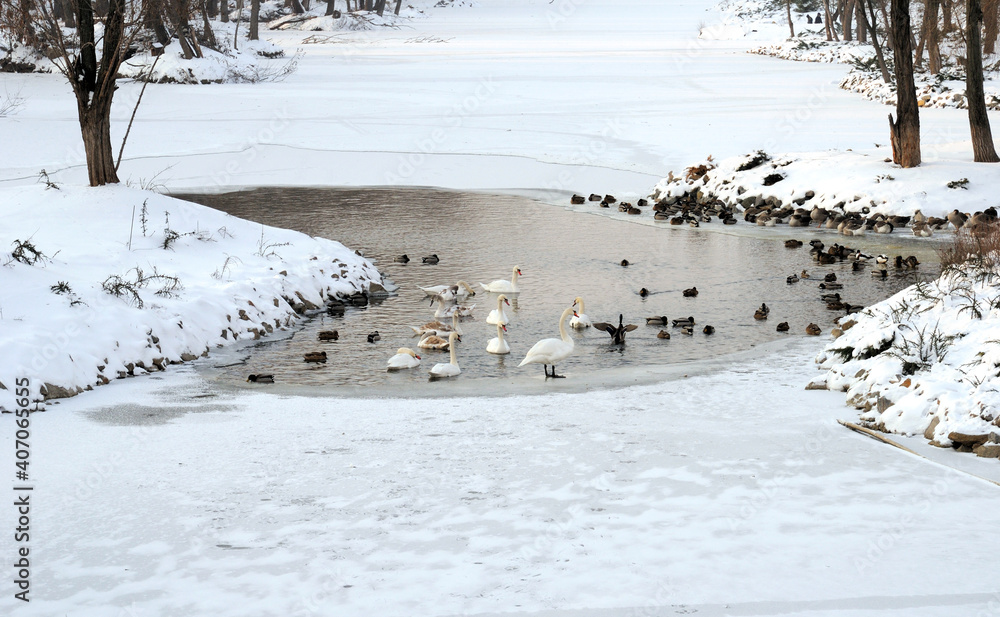 white swans and wild ducks on a clearing on a frozen winter river