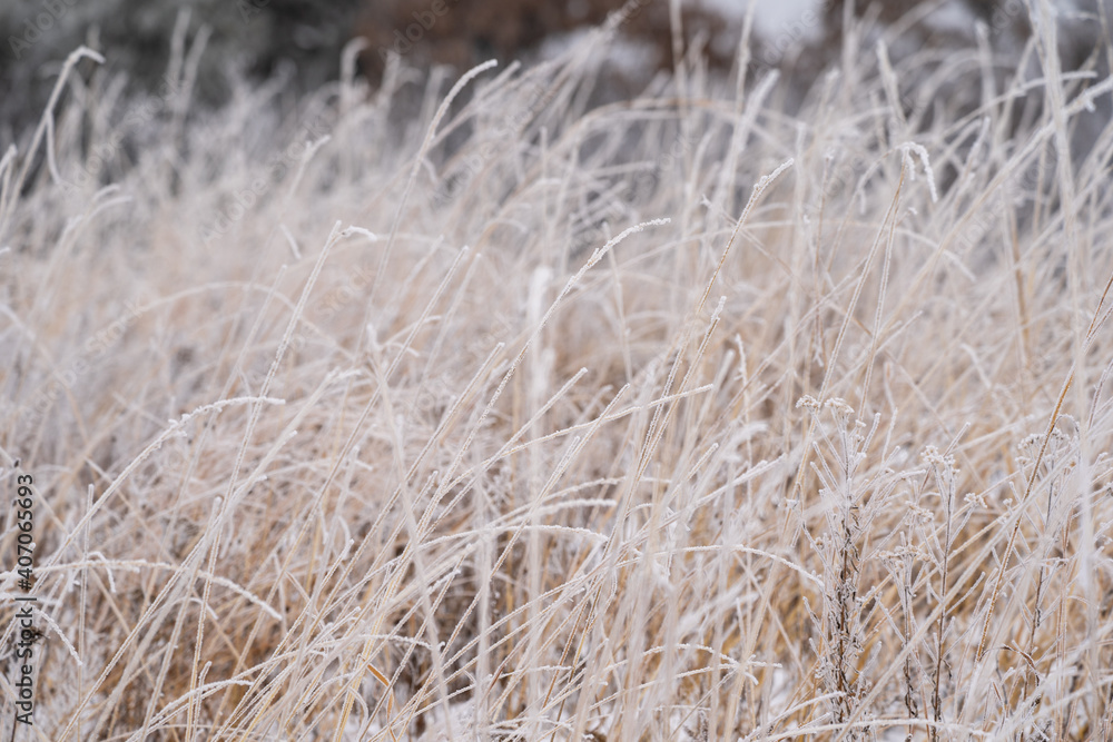 Obraz premium Beautiful tall grasses covered in rime ice in William OBrien State Park Minnesota