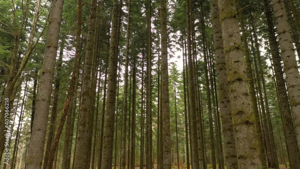 Slider shot in a magical forest landscape. Slider shot in a magical forest landscape.
