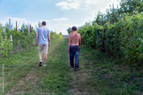 View from behind of father and adult son walking along a fence with grapes on their farm grounds © domarevatanya