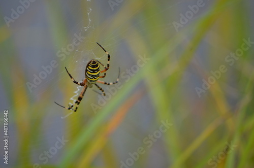 Araignée Argiope bruennichi femelle au bord d'une étendue d'eau