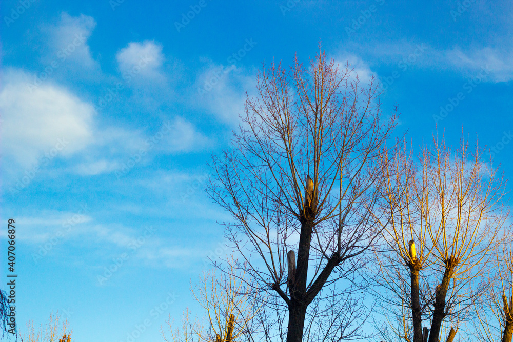 Blue sky with cloud and tree. Background of bright sun and a blue sky with clouds. The concept of hot and warming weather Blue sky with cloud and tree. Background of bright sun and a blue sky with clouds. The concept of hot and warming weather