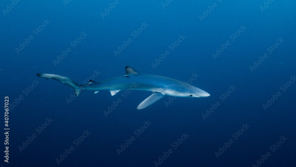 Underwater photography of blue sharks in Bermeo, Basque Country