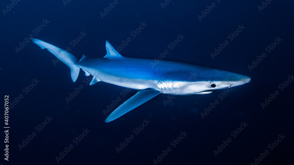 Fototapeta premium Underwater photography of blue sharks in Bermeo, Basque Country