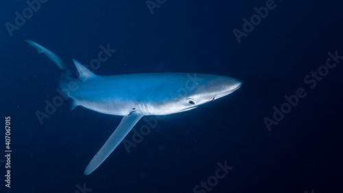 Underwater photography of blue sharks in Bermeo, Basque Country