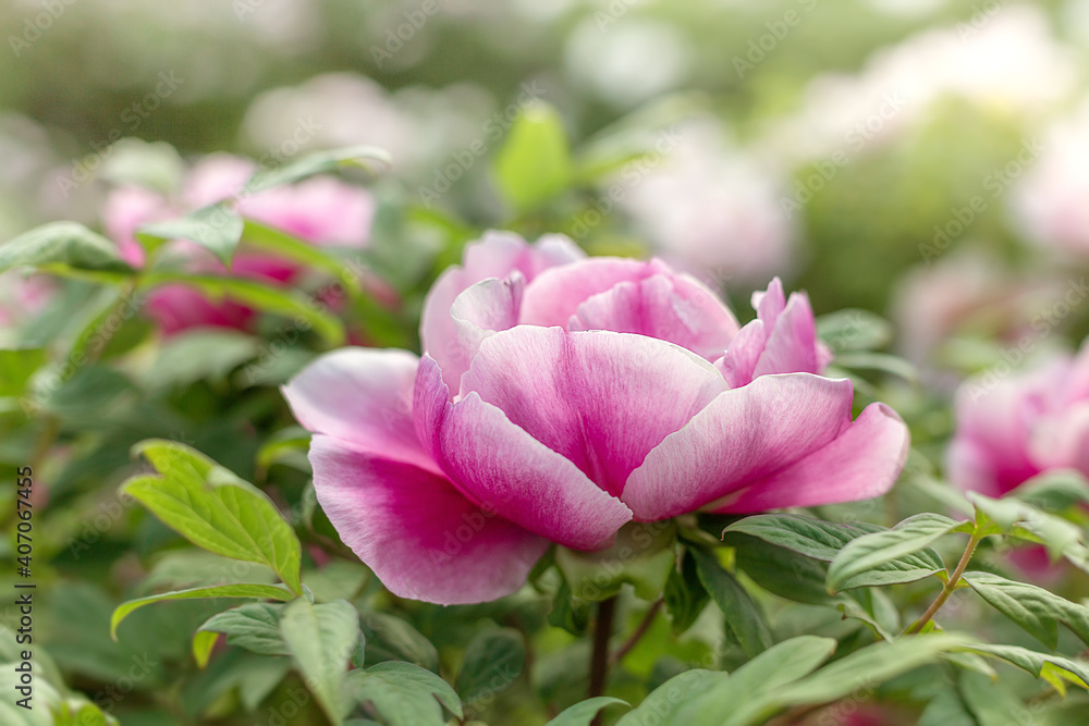 Background of beautiful flower peony Background of beautiful flower peony