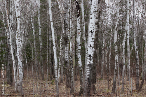 Birch Trees Outdoors