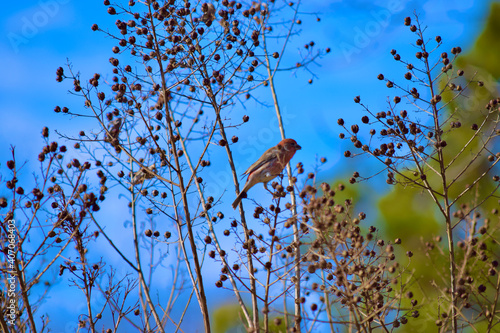 Cardinal on crape myrtle