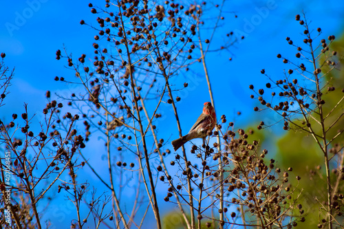 Cardinal on crape myrtle