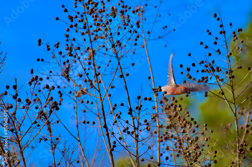 Cardinal on crape myrtle