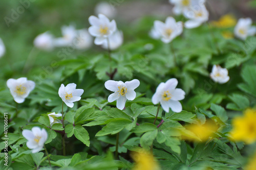 In the wild bloom early spring perennial plant Anemone nemorosa