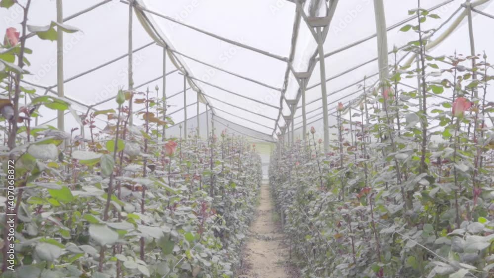 Planted red roses with tall and large green stems and leaves in a greenhouse of a rose plantation. Planted red roses with tall and large green stems and leaves in a greenhouse of a rose plantation.