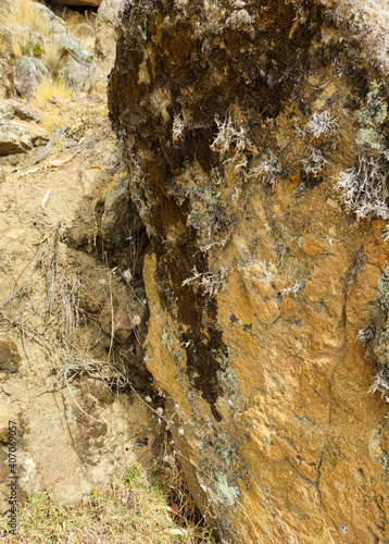 roca del altiplano con moho y telarañas