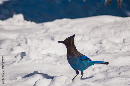 Paradise Mount Rainier Bird in Snow