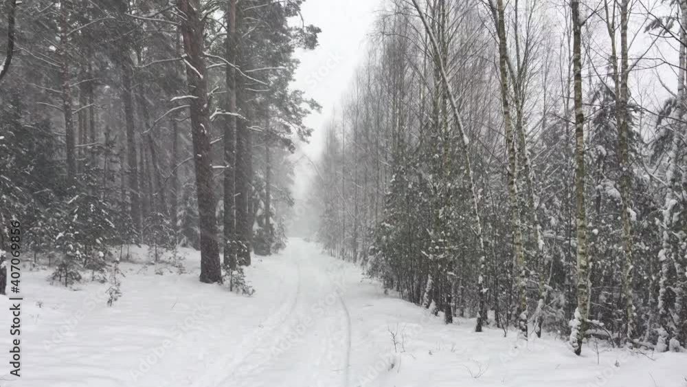 Snowstorm and snowy trees and hiking trail pathway in mystical deep forest in winter. Snowstorm and snowy trees and hiking trail pathway in mystical deep forest in winter.