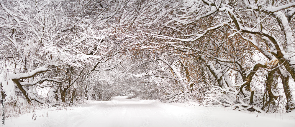 Winter snowy alley road panorama. Branches of trees and bushes. Snow-covered winding rural dirt street in village