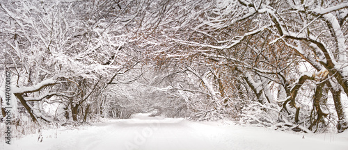 Obraz na płótnie Winter snowy alley road panorama. Branches of trees and bushes. Snow-covered winding rural dirt street in village w salonie