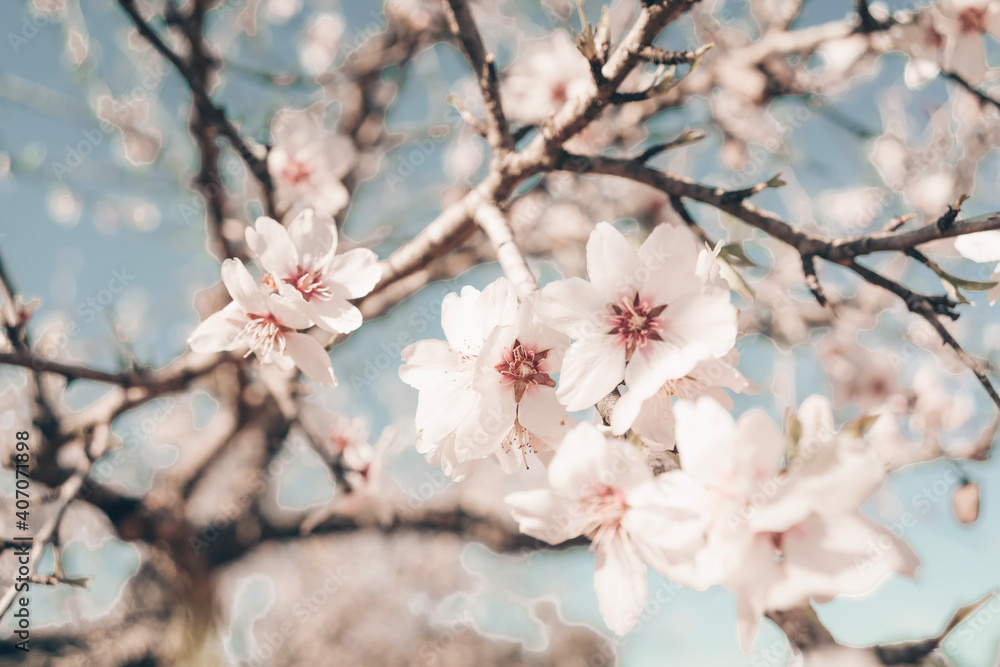 Fototapeta premium almond blossom