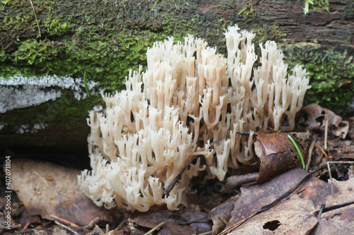 Artomyces pyxidatus, known as crown coral, crown-tipped coral fungus or candelabra coral, wild mushroom from Finland