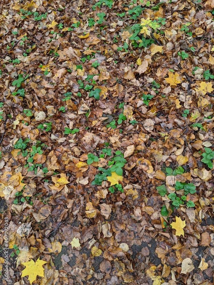autumn leaves on the ground autumn leaves on the ground