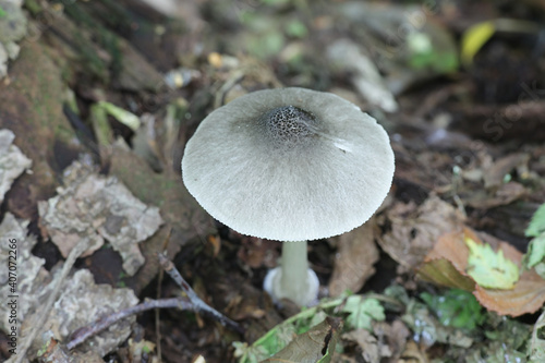 Pluteus salicinus, known as the Willow Shield, a psychedelic mushroom from Finland photo