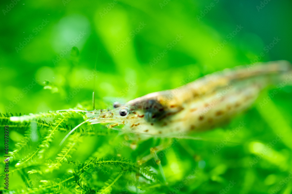 Fototapeta premium Close up of an Amano Shrimp in a freshwater aquarium